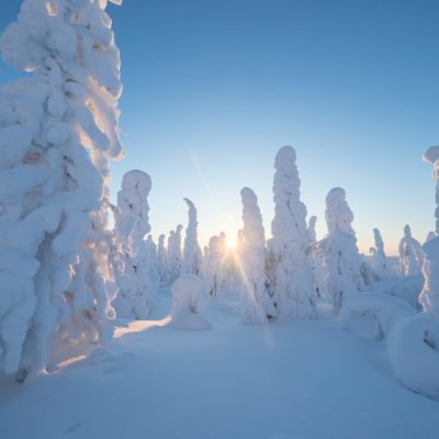Candle spruces in Salla
