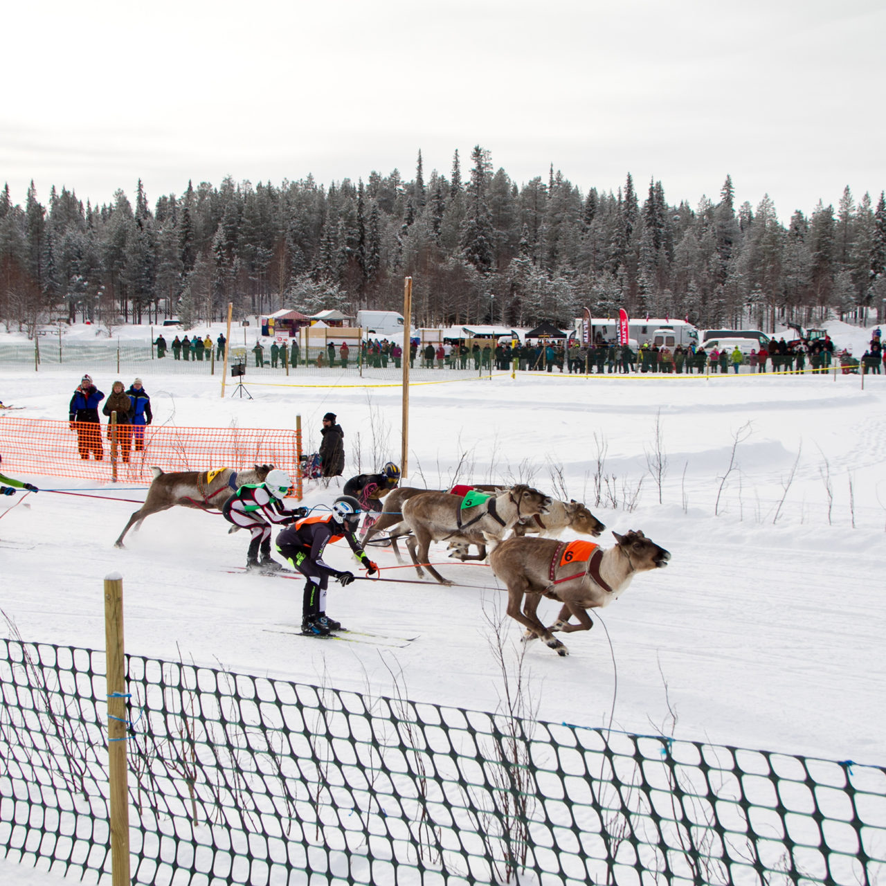 Salla Reindeer race - 5th Reindeer cup 2022 semifinal